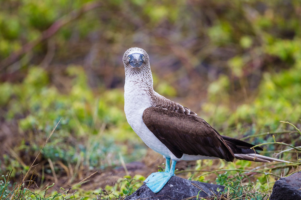 Blue-footed Booby (Sula nebouxii excisa)